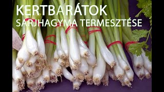 Kertbarátok  Sarjhagyma termesztése [upl. by Atiral]