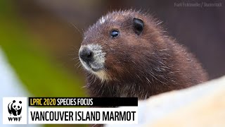 Vancouver Island Marmot  The Living Planet Report Canada 2020 [upl. by Cohn136]