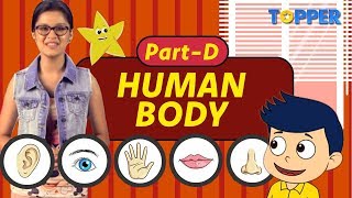 Human Body – Part D The Five Sense Organs How do these Senses function Class 1 to 5 [upl. by Doll436]