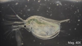 Daphnia magna under the Microscope [upl. by Shamus603]