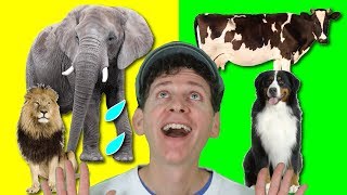 Old MacDonald Had A Funny Farm with Matt  Nursery Rhymes Childrens Songs  Learn English Kids [upl. by Kleeman735]