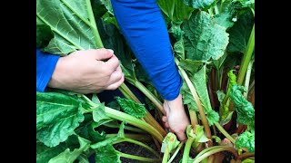 How to Harvest Rhubarb [upl. by Rolyab]