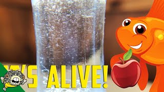 How to culture Vinegar Eels The EASY Way Live Fish Food [upl. by Ajnotal]