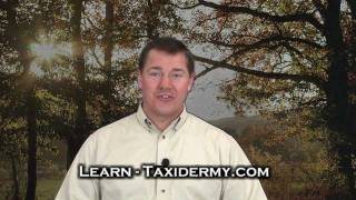 Taxidermy Classes Online  Learn from Home [upl. by Bikales816]