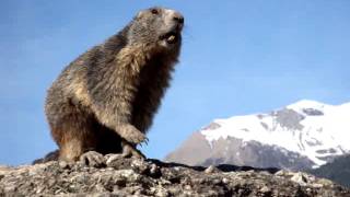 Marmotte qui siffle [upl. by Ibbison838]