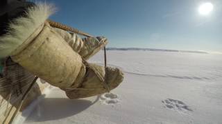 Inuit traditions  Seal hunting in Greenland on dog sleds [upl. by Delanie]