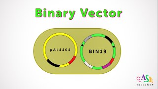 Binary Vector  Agrobacterium  Transformation in plants  Ti plasmid  Biotechnology [upl. by Notsag636]