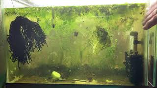 Scuds Daphnia Cherry Shrimp Copepods My aquatic food culture [upl. by Imalda383]