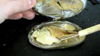 Bivalve Anatomy freshwater mussel [upl. by Zonda]