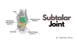 Subtalar Joint [upl. by Ahtis]