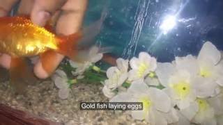 Aquarium Goldfish Breeding Goldfisg laying eggsHand breeding goldfish [upl. by Yerahcaz]