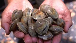 Facts Bivalves [upl. by Schulz]