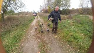 10 BLUETICK COONHOUND PUPPIES running for their breakfast [upl. by Woody]