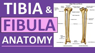 Tibia and Fibula Anatomy of Leg Bones  Anatomy amp Physiology [upl. by Lanor378]