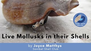 Live Mollusks in their Shells [upl. by Dominik]