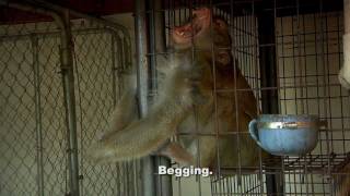 ARC Saves 4 Macaque Monkeys from Cruel Confines [upl. by Inoliel702]