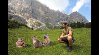 La MARMOTTA sentinella delle Alpi [upl. by Aiderfla]