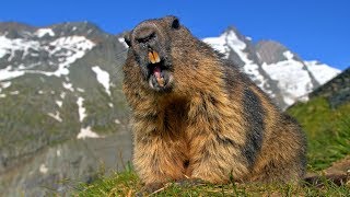 Austrian wildlife  Alpine Marmots amp Ibex at the Grossglockner [upl. by Cleopatra]