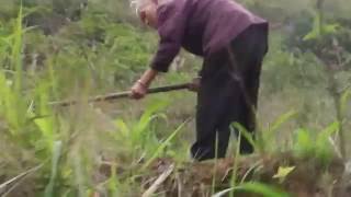 China GUANXI ELDERS hoeing hills [upl. by Siuol]