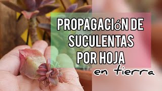 Como Propagar Suculentas por Hoja en sustratoJardín Suculento [upl. by Eittol]