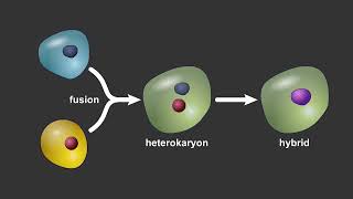 Modifying Cell Identity Through Reprogramming [upl. by Hajin92]