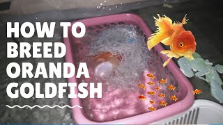 Natural Breeding Oranda Goldfish My First Time Breeding Goldfish [upl. by Darrej188]