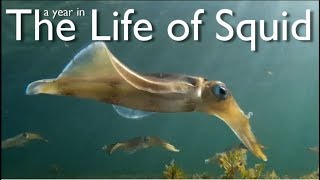 A Year in the Life of Squid [upl. by Kentigera]