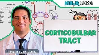 Neurology  Descending Tracts Corticobulbar Tract [upl. by Vez]