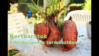 Kertbarátok  Édesburgonya termesztése 1 Szaporítás ültetés [upl. by Leagiba693]