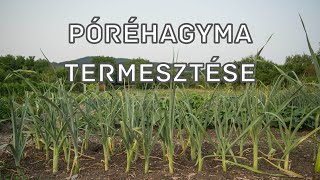 Póréhagyma termesztése a biokertben [upl. by Walter]