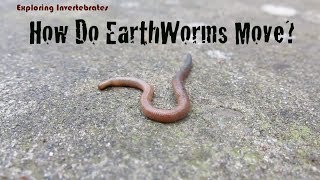 Exploring Invertebrates  How Do Earthworms Move [upl. by Ryun]