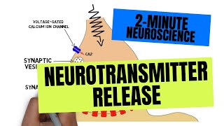 2Minute Neuroscience Neurotransmitter Release [upl. by Ynner]