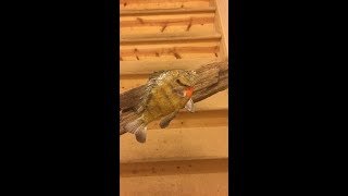 Do it Yourself Taxidermy  Bluegill [upl. by Saltsman]