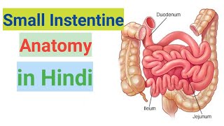 small intestine anatomy amp physiology in hindi  functions  parts  layers in hindi [upl. by Sulakcin809]