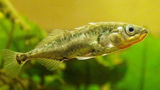 Facts The Stickleback [upl. by Kathy]