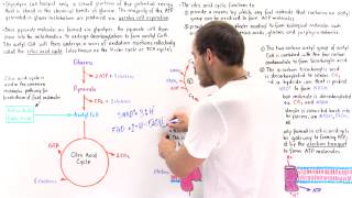 Introduction to Citric Acid Cycle [upl. by Giffy115]