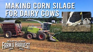 Making Corn Silage for Dairy Cows  Maryland Farm amp Harvest [upl. by Antony873]