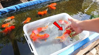 HOW TO BREED Ranchu GOLDFISH with great SUCCESS [upl. by Dwain578]