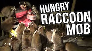 Man Gets Mobbed By Fattest Raccoons Ive Ever Seen [upl. by Theurer]