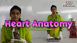 Heart anatomy in Bangla  Parts Blood supply Nerve supply  Viscera demonstration [upl. by Valora]