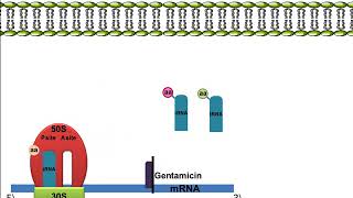 Gentamicin Mechanism of Action [upl. by Zoilla]