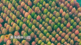 Yancheng Yellow Sea Forest Park [upl. by Giarg]