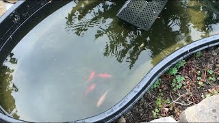 How To Breed Your Goldfish Pond Method [upl. by Cyndia683]