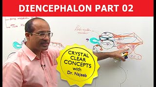 Diencephalon  Neuroanatomy  Part 22 [upl. by Araic]