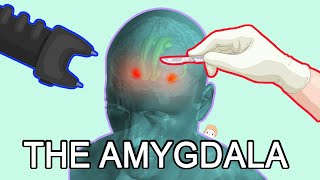 The Amygdala Fear Anxiety and Aggression [upl. by Cirederf729]