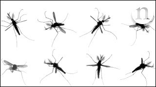 The mystery of mosquito flight [upl. by Dulcinea]