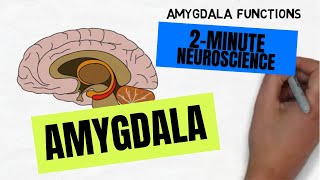 2Minute Neuroscience Amygdala [upl. by Melodee331]