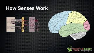 029 A General Overview of How Senses Work [upl. by Iong53]