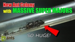 New Ant Colony Massive Super Majors [upl. by Hammerskjold]