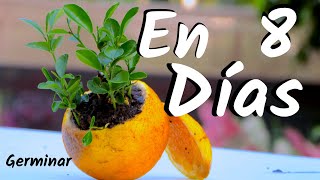 COMO OBTENER UNA PLANTA DE NARANJAS  GERMINAR NARANJAS  CITRICOS [upl. by Shurlocke]